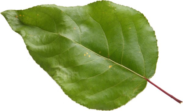 Листочки тополя