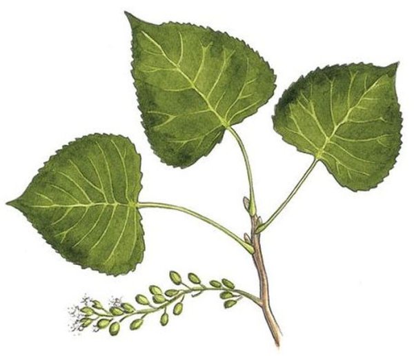 Тополь белый плод лист крона