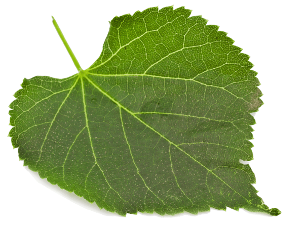 Лист тополя