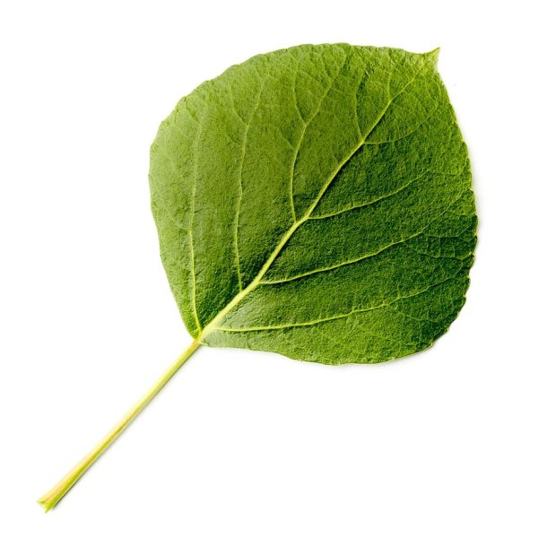 Листочки тополя