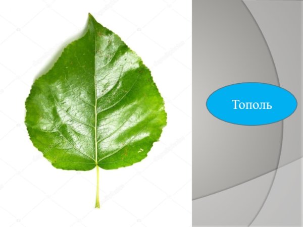 Лист тополя на белом фоне