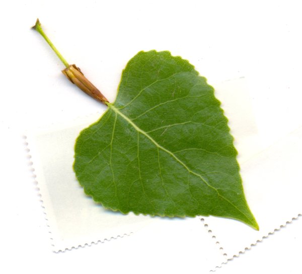 Лист березы для детей