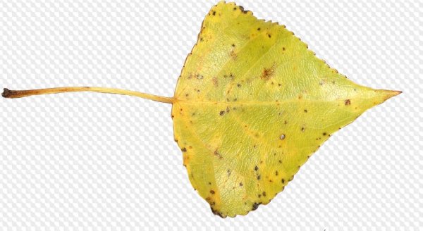 Лист тополя для детей