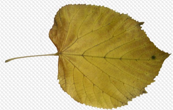Лист осины на прозрачном фоне