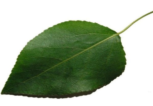 Листок тополя