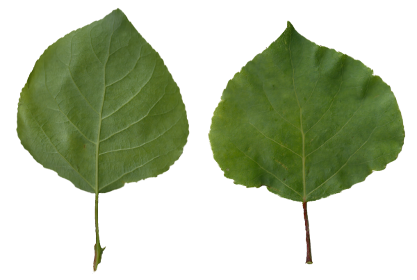 Листок тополя