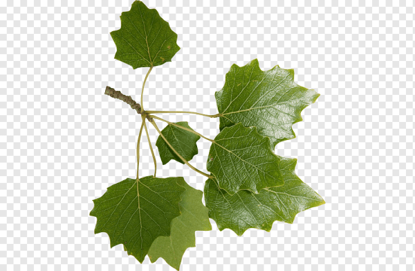 Листья деревьев