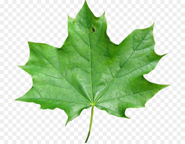 Кленовые листочки