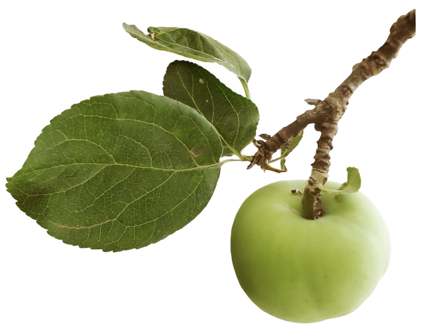 Яблоня дерево листья