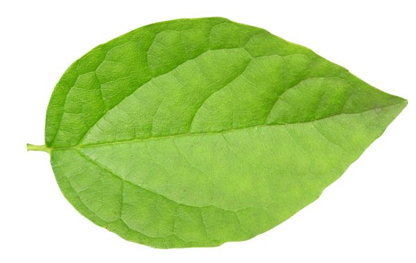 Зеленые листья для печати