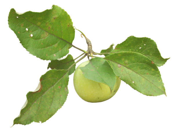 Лист яблони для детей