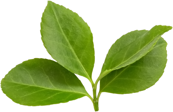 Зеленый лист яблони