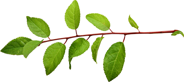 Ветка яблони с листьями