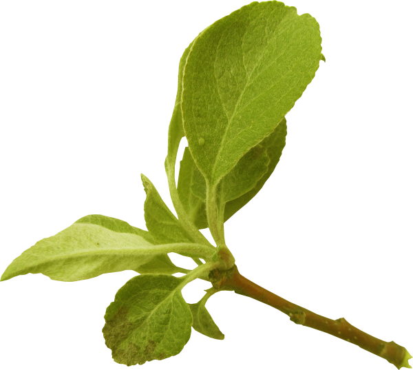 Лист яблони