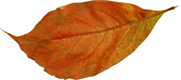 Листья яблони осенью