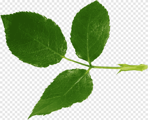 Листья розы