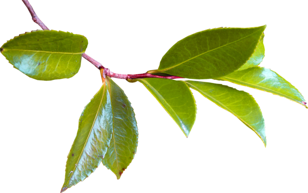 Листья яблони на белом фоне