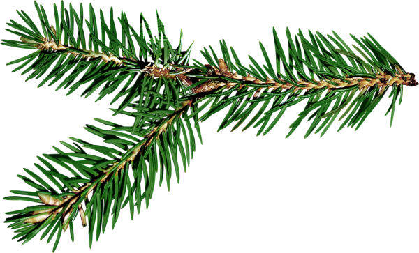 Ветка Еловая
