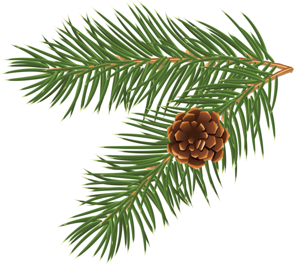 Ветка, Хвоинка, шишка елки