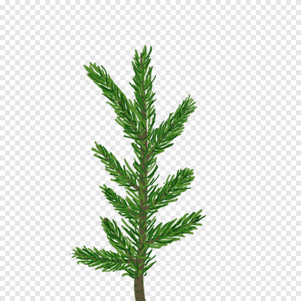 Ветка пихты вектор