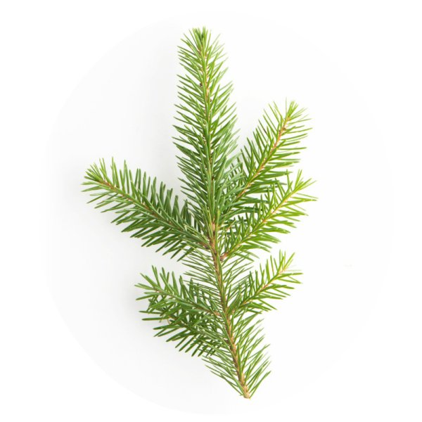 Пихта Сибирская лапа