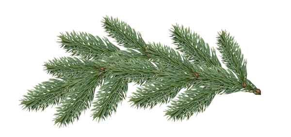 Еловая, Пихтовая, Сосновая лапы