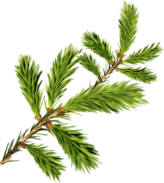 Хвойная ветка пихта