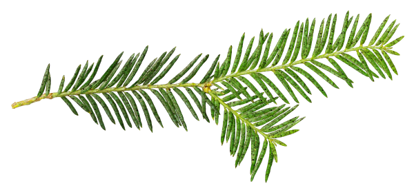 Ветка Еловая