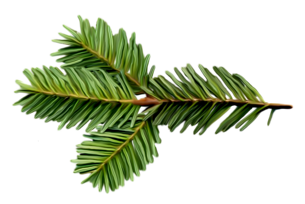 Ветка пихты