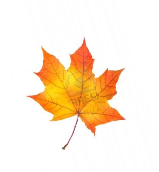 Кленовый лист на белом фоне