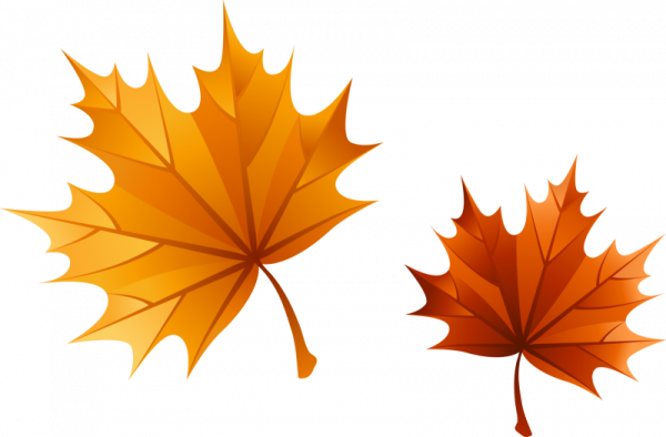 Лист клена вектор