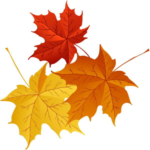 Кленовый лист на белом фоне