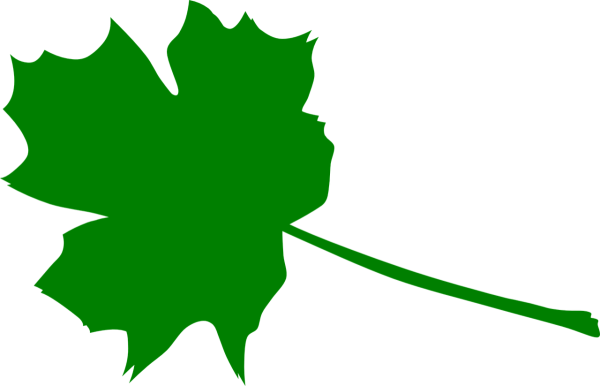 Зеленый лист клена