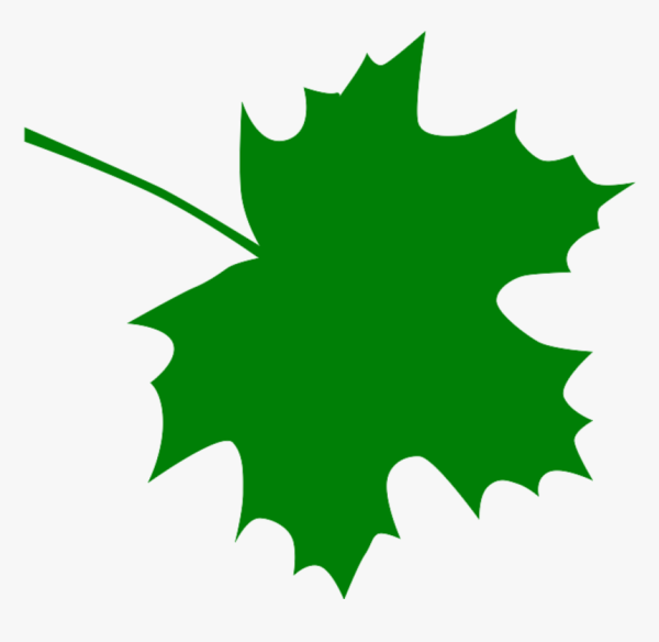 Кленовый лист рисунок