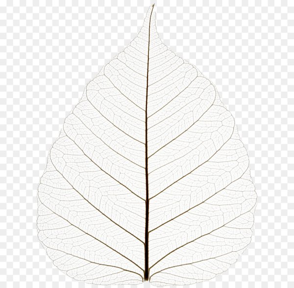 Листочек с прожилками