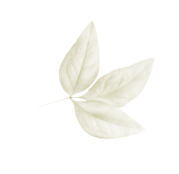 Белый лист на прозрачном фоне