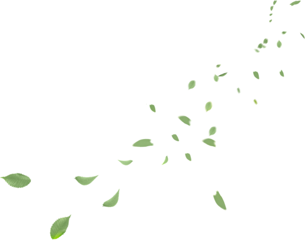 Листья на прозрачном фоне