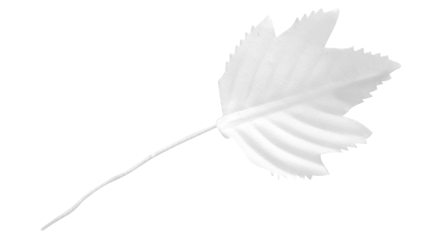 Белые листочки на прозрачном фоне