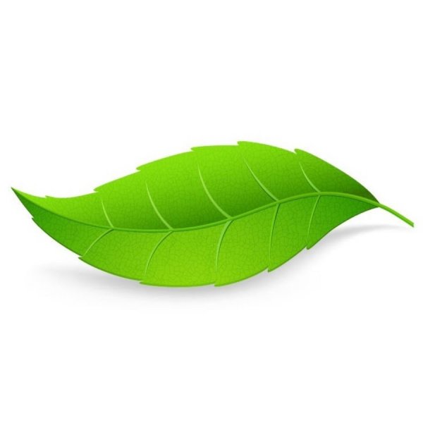 Зеленые листочки