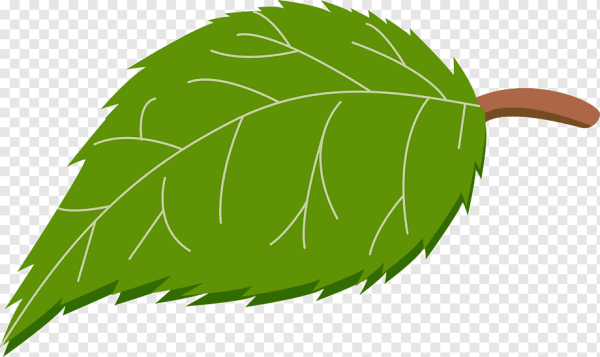 Лист для детей на прозрачном фоне