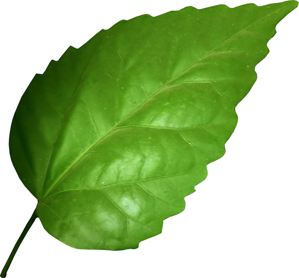 Листок дерева