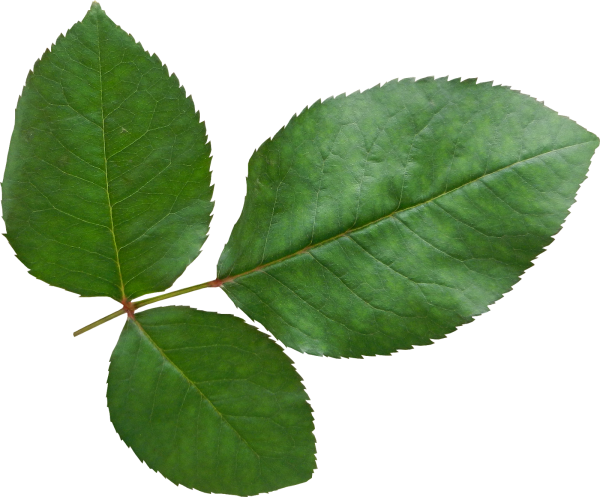 Лист яблони