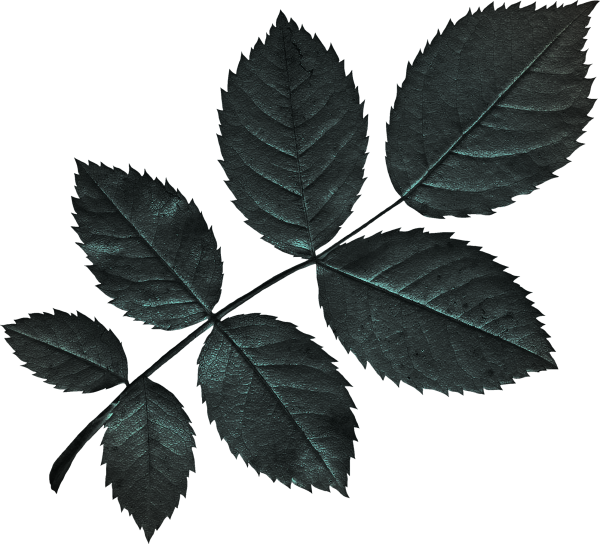 Листок розы