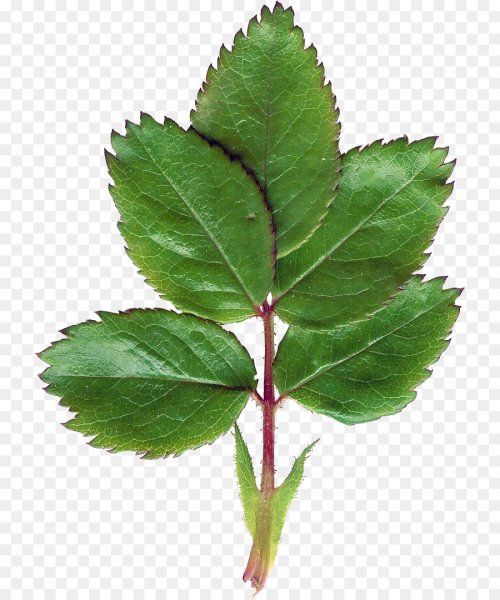 Прилистники шиповника