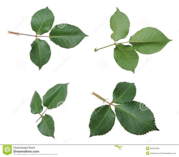 Листики розы для печати