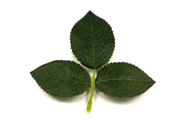 Листок розы