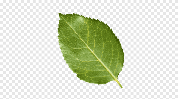 Листья розы на прозрачном фоне