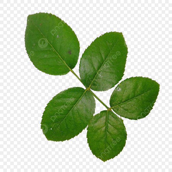 Листок розы