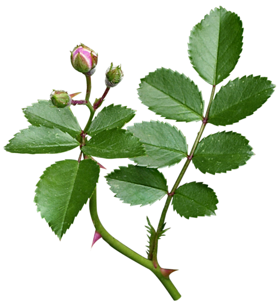 Листья розы