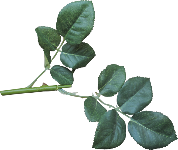 Листья розы на прозрачном фоне